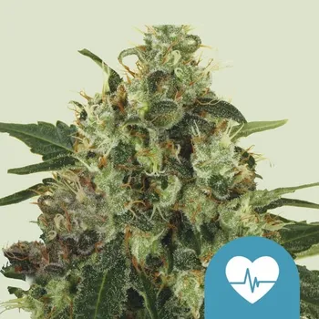 Semeno Royal Queen Seeds Medical Mass CBD Balení: 1ks