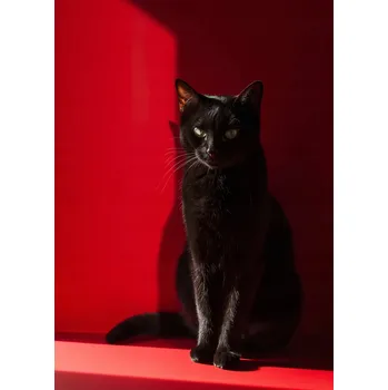 Plakát Plakát Elegance ve stínu bez rámu 39,5 x 55 cm