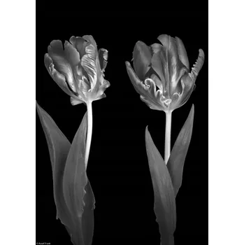 Obraz Plakát Rokokové Tulipány bez rámu 21 x 29,7 cm