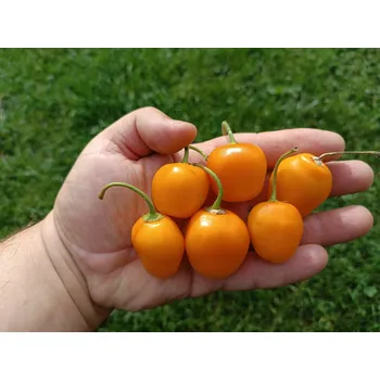 Semeno chilli-semena Rocoto Costa Rica Yellow