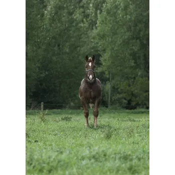 Obraz Plakát Kůň stojící na poli bez rámu 29,7 x 42 cm