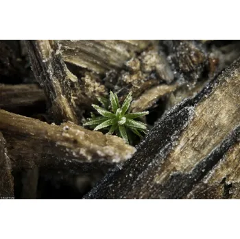 Obraz Plakát Kůra přírodního dřeva bez rámu 30 x 20 cm