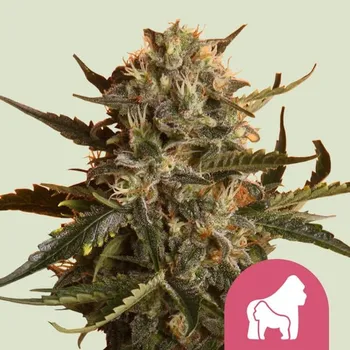 Semeno Royal Queen Seeds Mother Gorilla Balení: 5ks