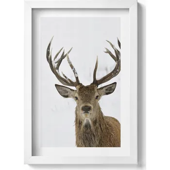 Obraz Dekorativní obraz v bílém rámu do obýváku Vznešené zvíře jelen 20x30 cm