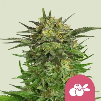 Semeno Royal Queen Seeds Haze Berry Balení: 1ks