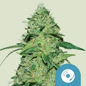 Semeno Royal Queen Seeds Joanne's CBD Balení: 1ks