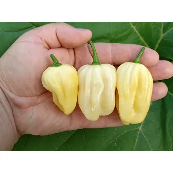 Semeno chilli-semena Habanero White Giant