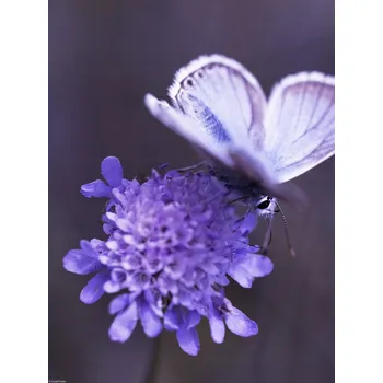 Obraz Plakát Motýl na květu bez rámu 30 x 40 cm