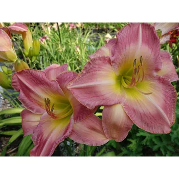 Sazenice Denivka 'Honorata' - Hemerocallis 'Honorata' Balení: kontejner C2