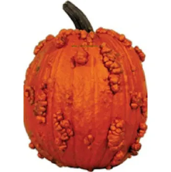 Semeno KNUCKLE HEAD F1 - 7 ks