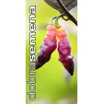 Semeno PINK TIGER 10 ks