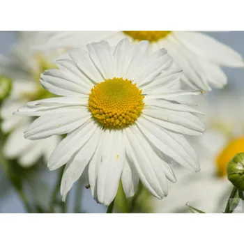 Sazenice Luhovnice pozdní - Leucanthemella serotina Balení: kontejner C2