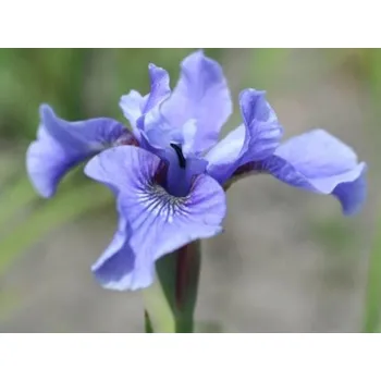 Sazenice Kosatec sibiřský 'Blue Moon' - Iris sibirica 'Blue Moon' Balení: kontejner p11