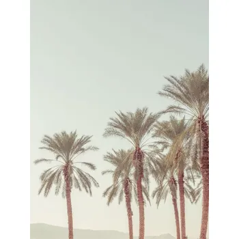 Obraz Plakát Palmové stromy bez rámu 60 x 80 cm