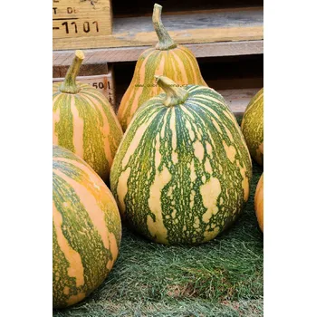 Semeno PHOENIX F1 - 10 ks