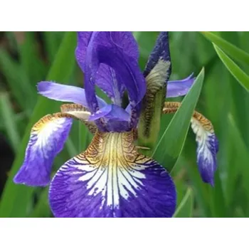 Sazenice Kosatec sibiřský 'Flight of Butterflies' - Iris sibirica 'Flight of Butterflies' Balení: kontejner C2