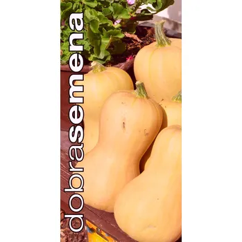 Semeno BURPEE´S BUTTERBUSH - 10 KS