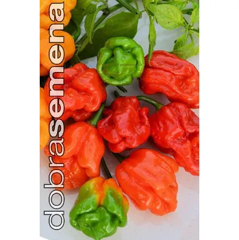 Koření TRINIDAD SCORPION - 10 ks