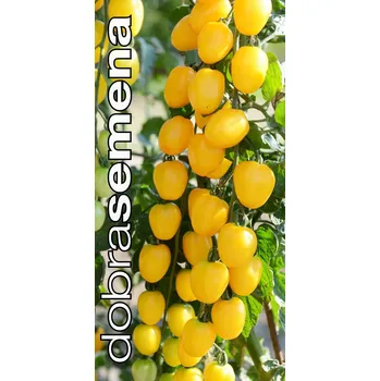 Semeno APPLEBERRY YELLOW F1 6 s