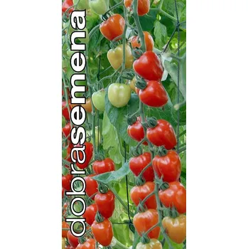 Semeno GARDENBERRY F1 - 5 s