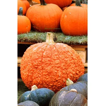 Semeno ROTE WARZE - 10 ks