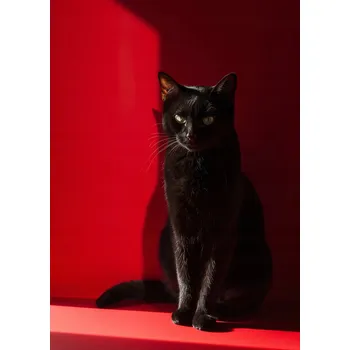 Plakát Plakát Elegance ve stínu bez rámu 50 x 70 cm