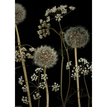 Obraz Plakát Květiny z louky bez rámu 20,5 x 28,4 cm