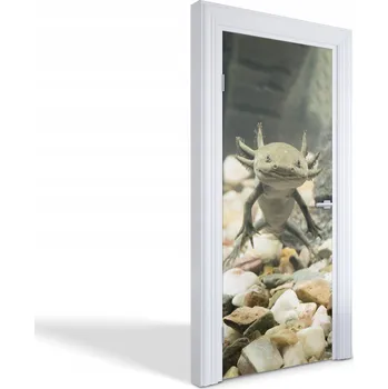 Fototapeta Samolepka na dveře do obýváku, kuchyně, ložnice - Usmívající se axolotl 85x205 cm