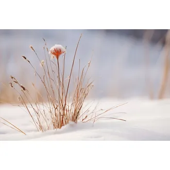 Plakát Plakát Zima v detailech bez rámu 91,5 x 60 cm