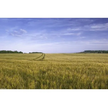 Obraz Plakát Pšeničné pole na pozadí modré oblohy, bez rámu, 30 x 20 cm