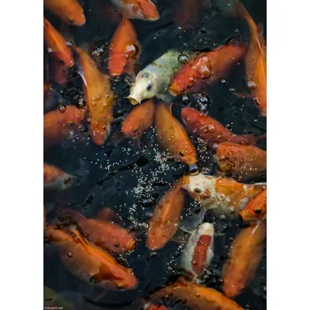 Obraz Plakát Zlaté rybičky shromažďující se na povrchu bez rámu 20,5 x 28,4 cm