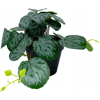 umělá květina Diefenbachie Umělé květy JAKO ŽIVÁ 55 cm