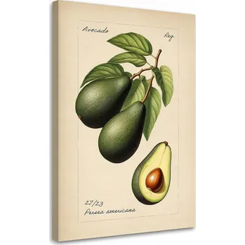 Obraz OBRAZ DO KUCHYNĚ Ovoce Vintage Avokádo 40x60
