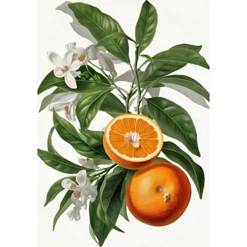 Plakát Plakát Zralost Pomeranče bez rámu 40 x 60 cm