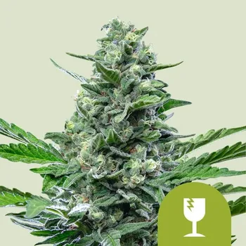 Semeno Royal Queen Seeds Royal Critical Auto Balení: 1ks