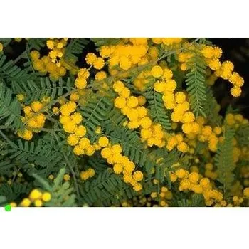 Sazenice ACACIA cardiophylla "West Wyalong Wattle" 8 semen