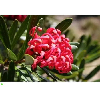 Semeno TELOPEA truncata "Tasmanian waratah" 3 semena