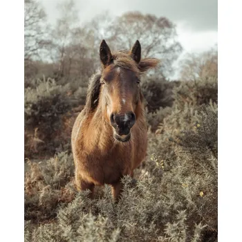 Obraz Plakát Kůň na svobodě bez rámu 40 x 50 cm