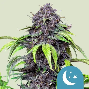 Semeno Royal Queen Seeds Purplematic CBD Auto Balení: 1ks