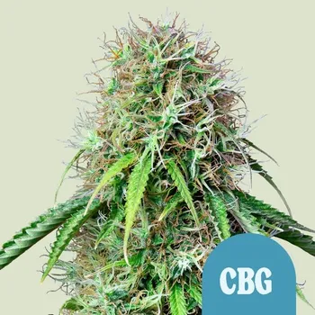 Semeno Royal Queen Seeds Royal CBG Auto Balení: 1ks