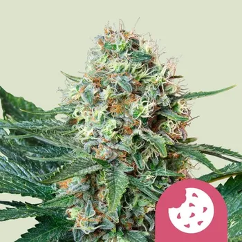 Semeno Royal Queen Seeds Royal Cookies Balení: 1ks