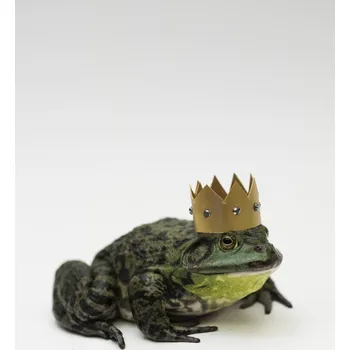Obraz Plakát Žába se zlatou korunou na hlavě bez rámu 40 x 50 cm