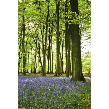 Obraz Plakát Modřinky na jaře pokrývající dno lesa, bez rámu, 20 x 30 cm