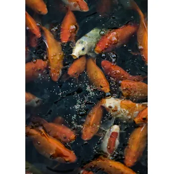 Obraz Plakát Zlaté rybičky shromažďující se na povrchu bez rámu 29,7 x 42 cm