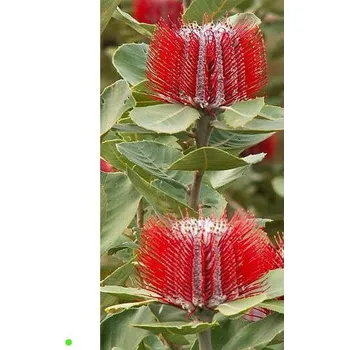 Semeno BANKSIA coccinea "Scarlet Banksia" 3 semena