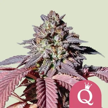 Semeno Royal Queen Seeds Purple Queen Balení: 1ks