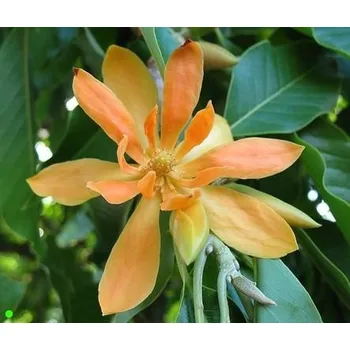 Semeno MICHELIA champaca "Golden Champaca" 3 semena