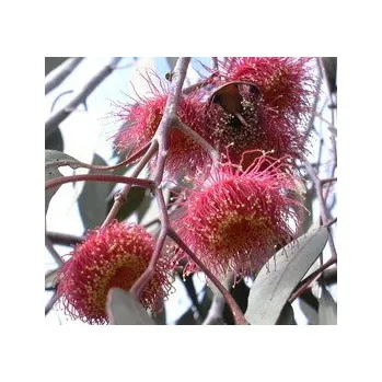 Semeno EUCALYPTUS caesia ssp. magna "Silver Princess" 10 semen