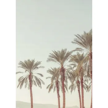 Obraz Plakát Palmové stromy bez rámu 42 x 59,4 cm