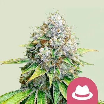 Semeno Royal Queen Seeds O.G. Kush Balení: 1ks